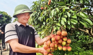 Chiêm ngưỡng vườn vải có giá đắt nhất Phúc Hòa